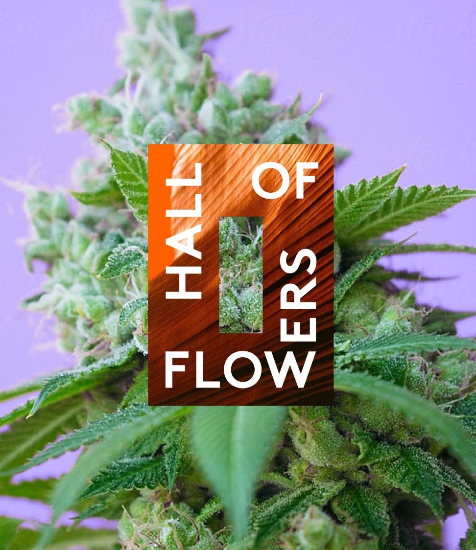 Hall of Flowers — Brand Identity — project artwork